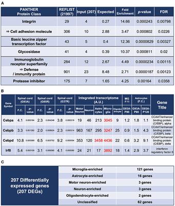 Corrigendum: Comprehensive expression analysis with cell-type-specific transcriptome in ALS-linked mutant SOD1 mice: Revisiting the active role of glial cells in disease